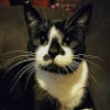 misskittyshome